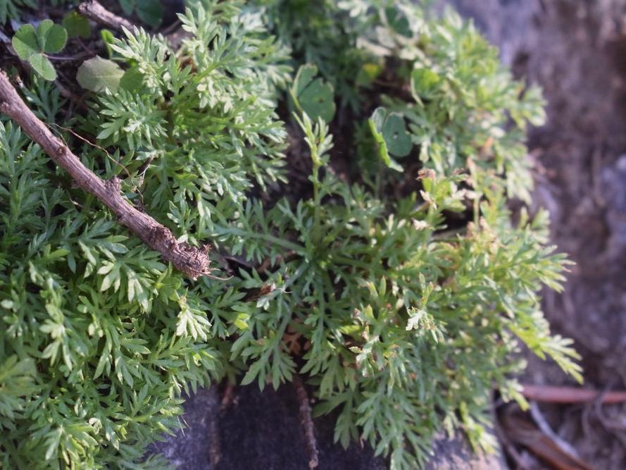 Artemisia bitkisi (Pelin otu) nedir? Yavşan türü pelin otu ne için kullanılır ve faydaları nelerdir?
