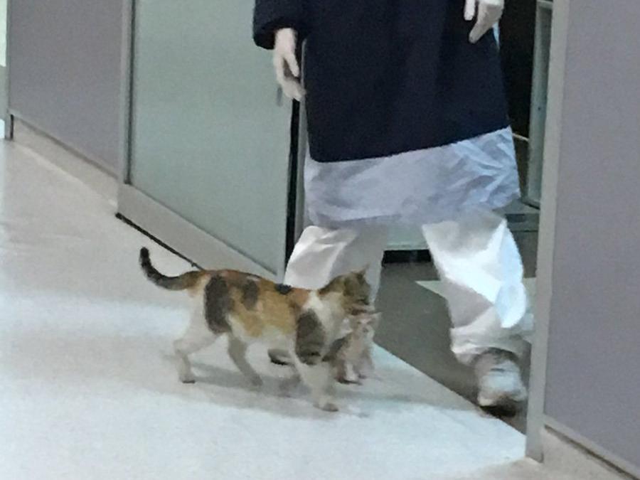 Anne kedi hasta yavrusunu bir hastanenin acil servisine götürüp tedavi ettirdi