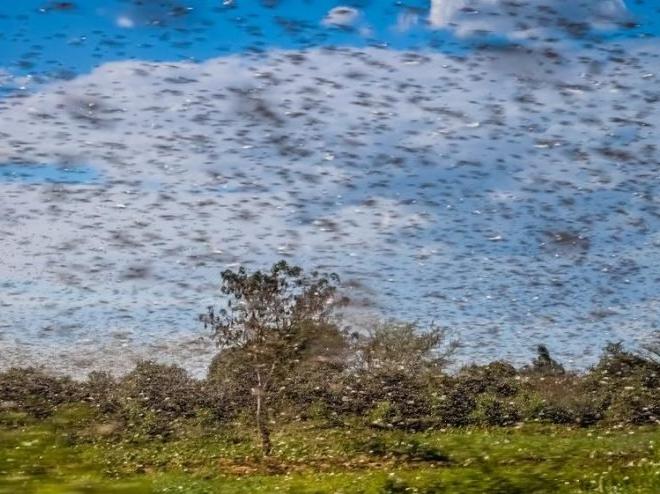Dünya tarımı için büyük tehlike! Locust-19