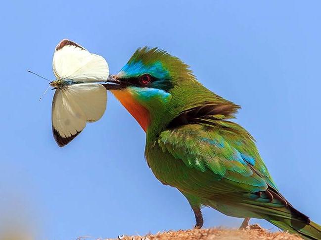 UNESCO Dünya Mirası Daimi Listesi'ne aday deltada, 359 kuş türü yaşıyor
