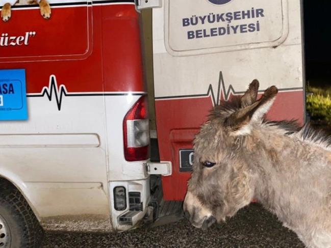 Ankara Büyükşehir Belediyesi, kangal saldırısı sonucu yavrusunu kaybeden eşeğe sahip çıktı