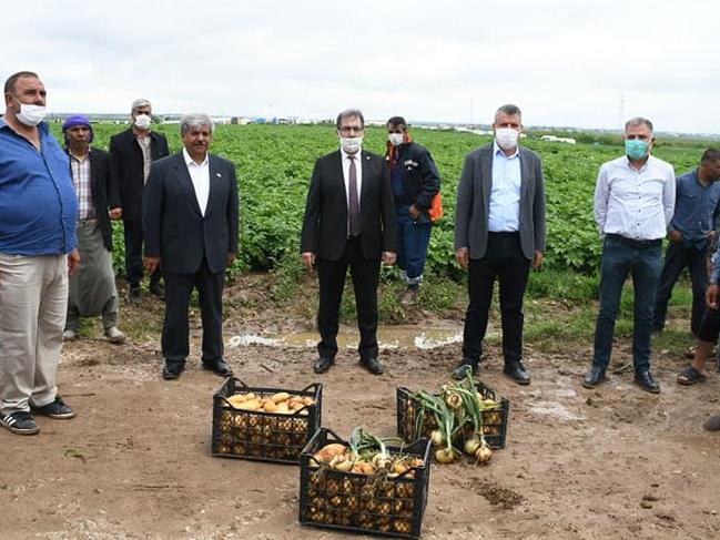 Patates ve soğan üreticileri tarlada isyan etti