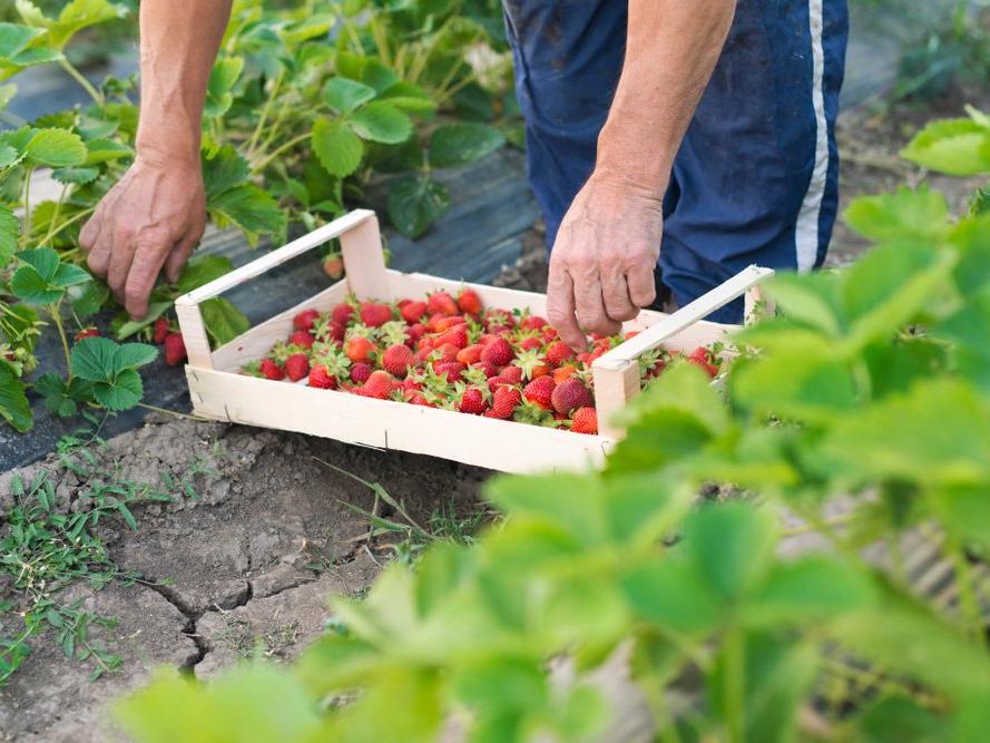 Mühendisler, garsonlar hasat için tarlada