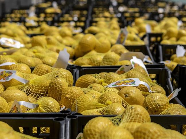 Mersin'den İstanbul ve Ankara'ya son limon sevkiyatı da yapıldı
