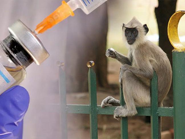 İnsana benzer bağışıklık sistemi olan hayvanda corona aşısı başarılı oldu!