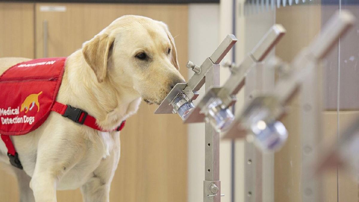 Köpeklerle ilgili müthiş iddia: Corona virüsünü önceden tespit edebilirler