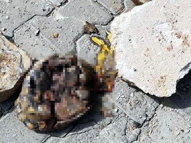 Hayvana şiddette bugün: Kaplumbağayı taşlarla ezerek öldürdüler!