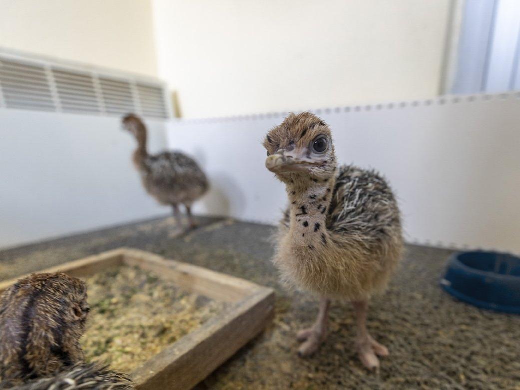 Doğa Parkında 3 deve kuşu yavrusu gözlerini dünyaya açtı