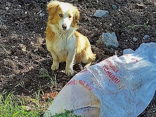 Ağzı bağlı çuvala konulan köpek, ölüme terk edildi