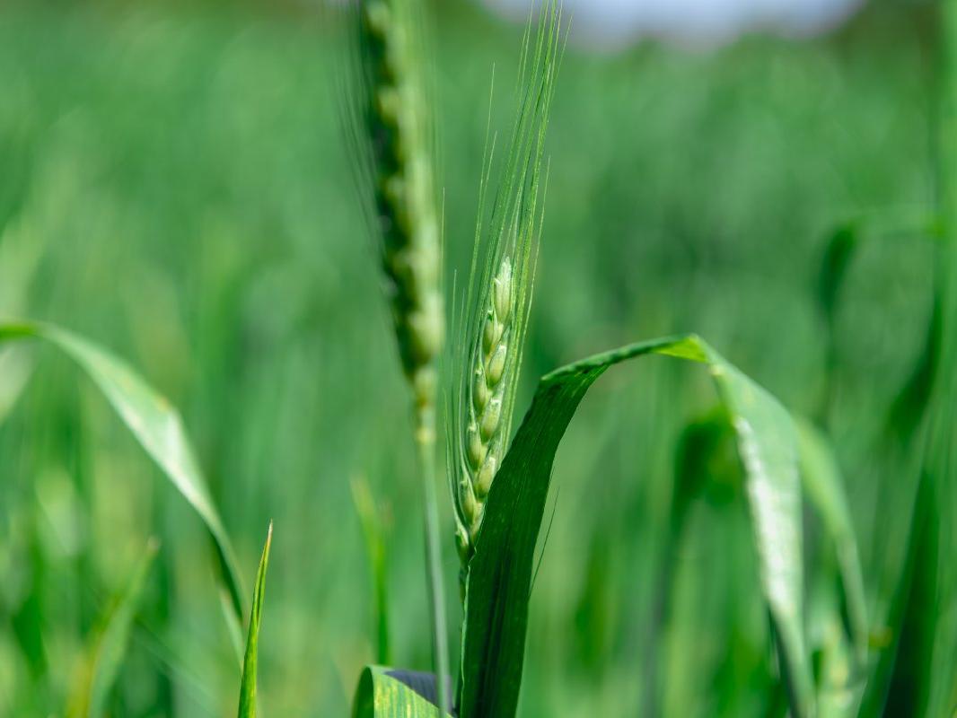 Genetiği değiştirilmemiş buğday eken çiftçiye destek