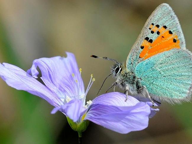 Van Gölü Havzası’ndaki kelebek türleri kayıt altına alınıyor