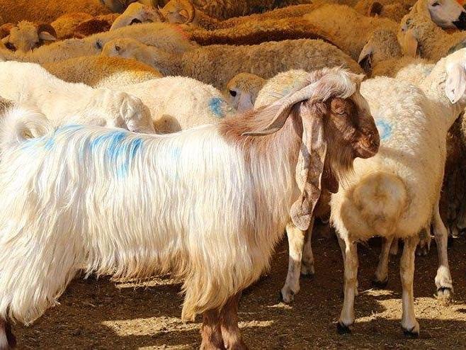 Kurban Bayramı ne zaman? Kurban Bayramı tatili hangi günlere denk geliyor?
