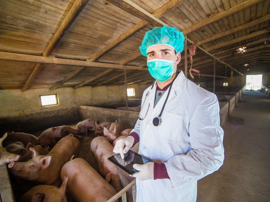 Çin'de yeni domuz gribi alarmı: Salgına dönüşebilir