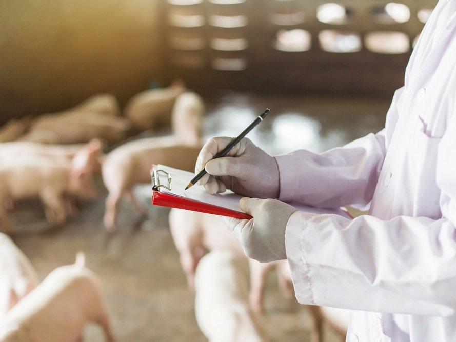 G4 EA H1N1 nedir? Çin'de keşfedilen yeni domuz gribi türü insana bulaşır mı?