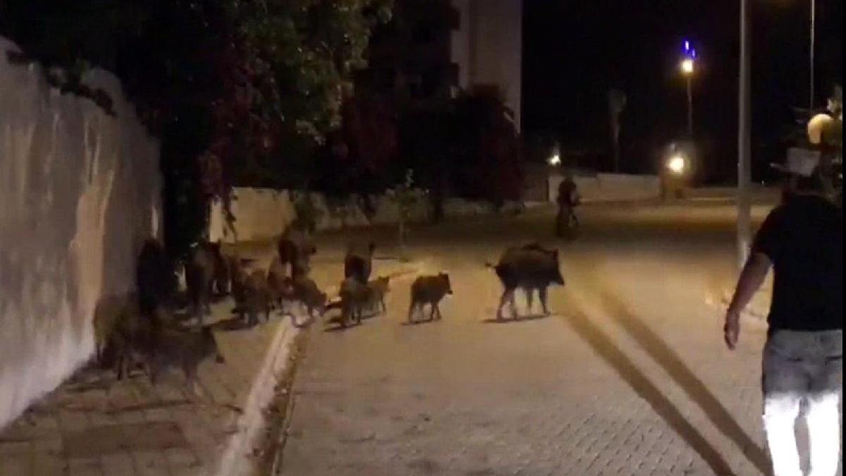 Marmaris'te ilçe merkezine inen yaban domuzları için 'domuz timi' kurulsun çağrısı