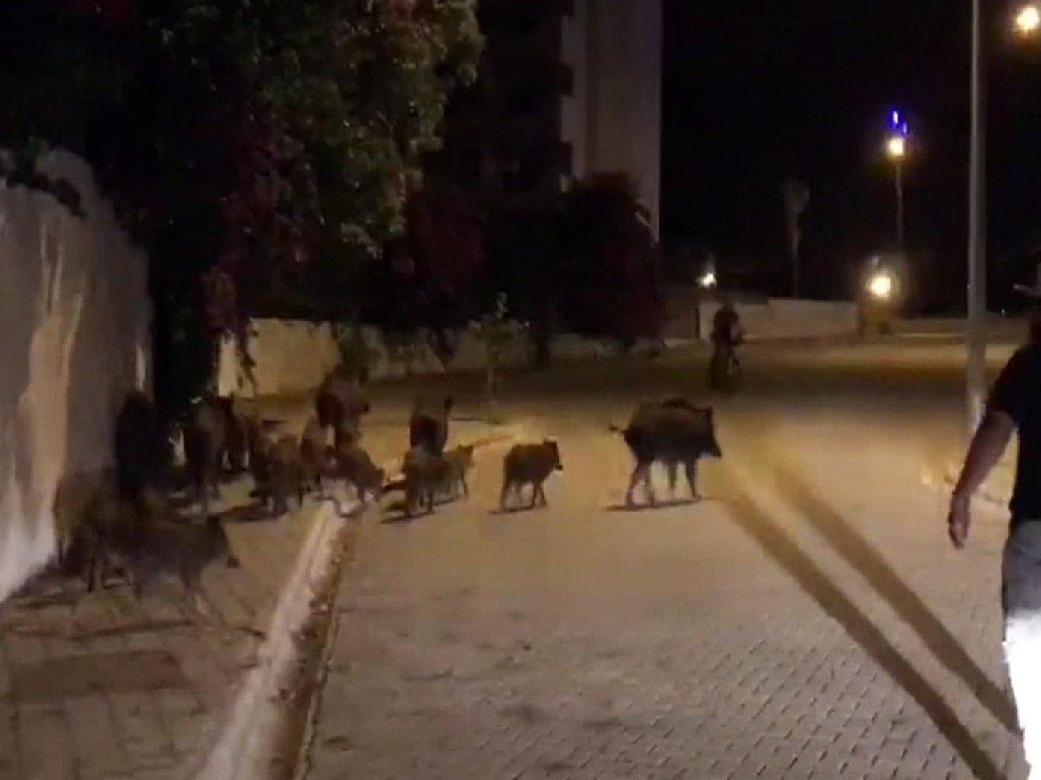Marmaris'te ilçe merkezine inen yaban domuzları için 'domuz timi' kurulsun çağrısı