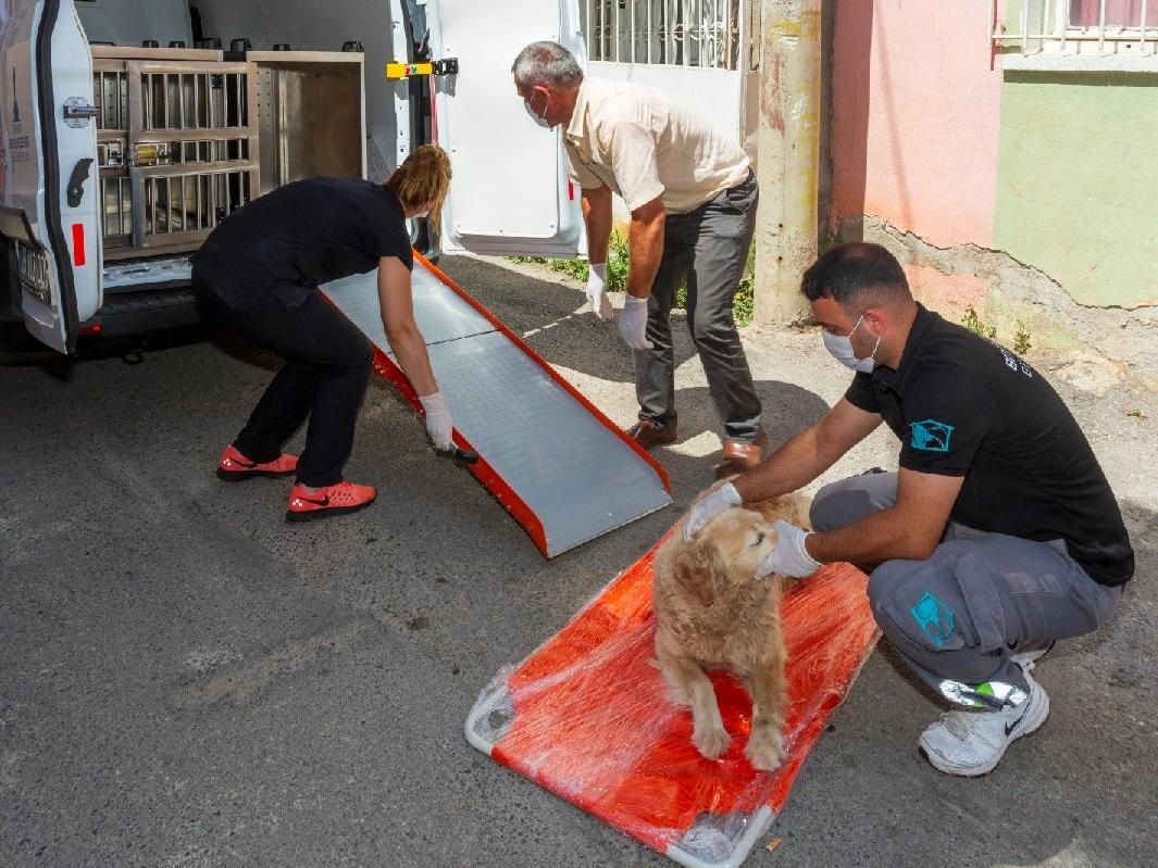 İzmir'de bir yılda 11 bin 500 sokak hayvanı tedavi edildi