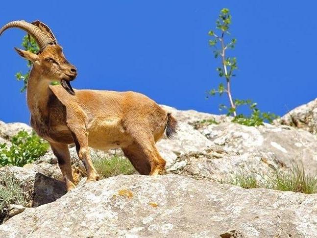 Koruma altındaki dağ keçilerini avlatmak için açılan ihale davalık oldu
