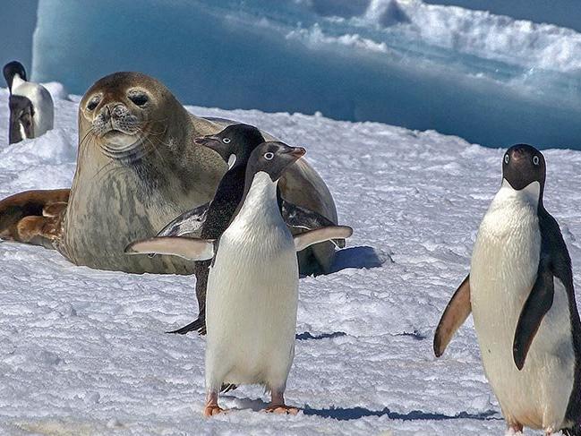 Adlarını kutup araştırmacısının karısından alan Adelie penguenleri