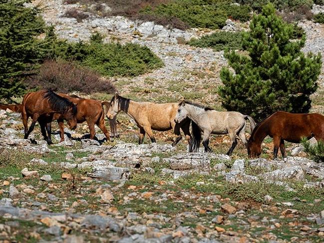 Endemik bitkileri ve yılkı atlarıyla ünlü Spil Dağı Milli Parkı