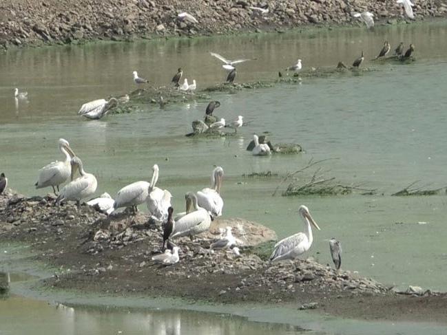 Kars Baraj Gölü su kuşlarını ağırlıyor