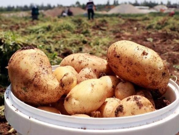 CHP'li Gürer: 1 ton patates 1 çeyrek altın etmiyor