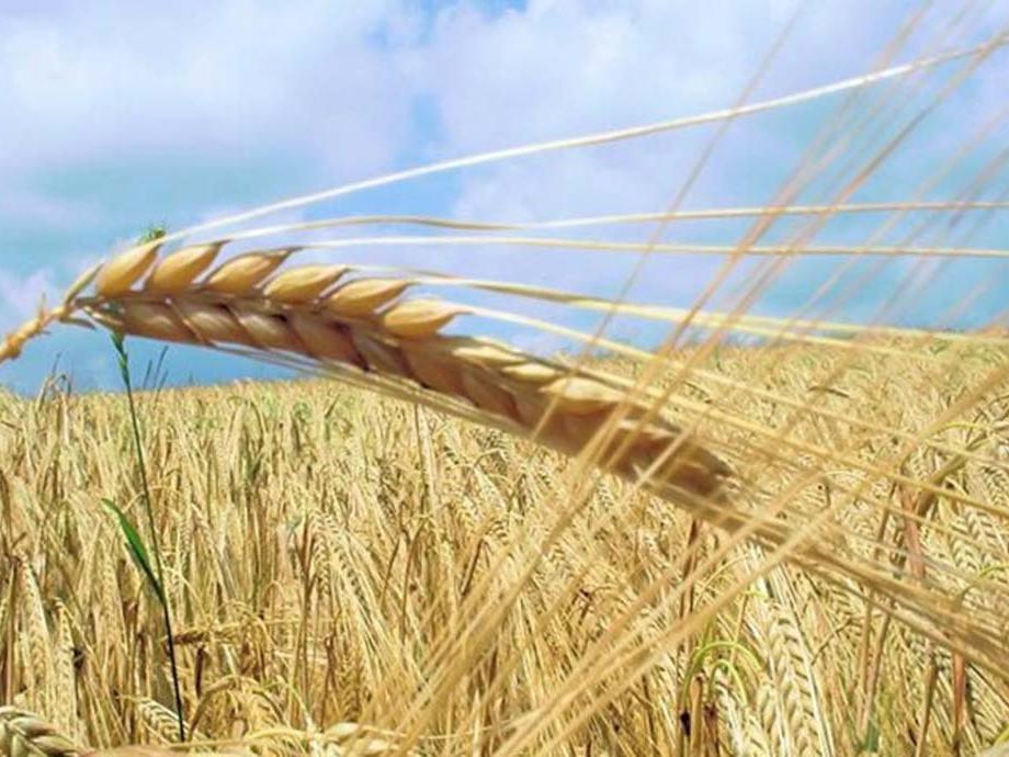 Yunanistan'dan buğday ithalatı tam 6 kat arttı