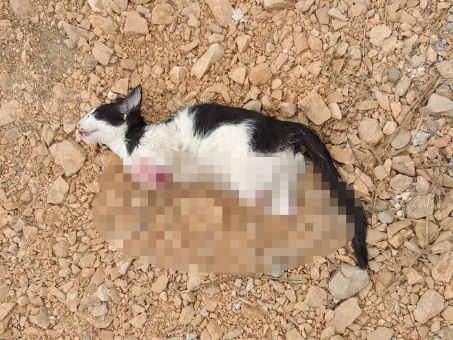 Bursa'da vahşet: Yavru kedinin ayaklarını kesip öldürdüler!