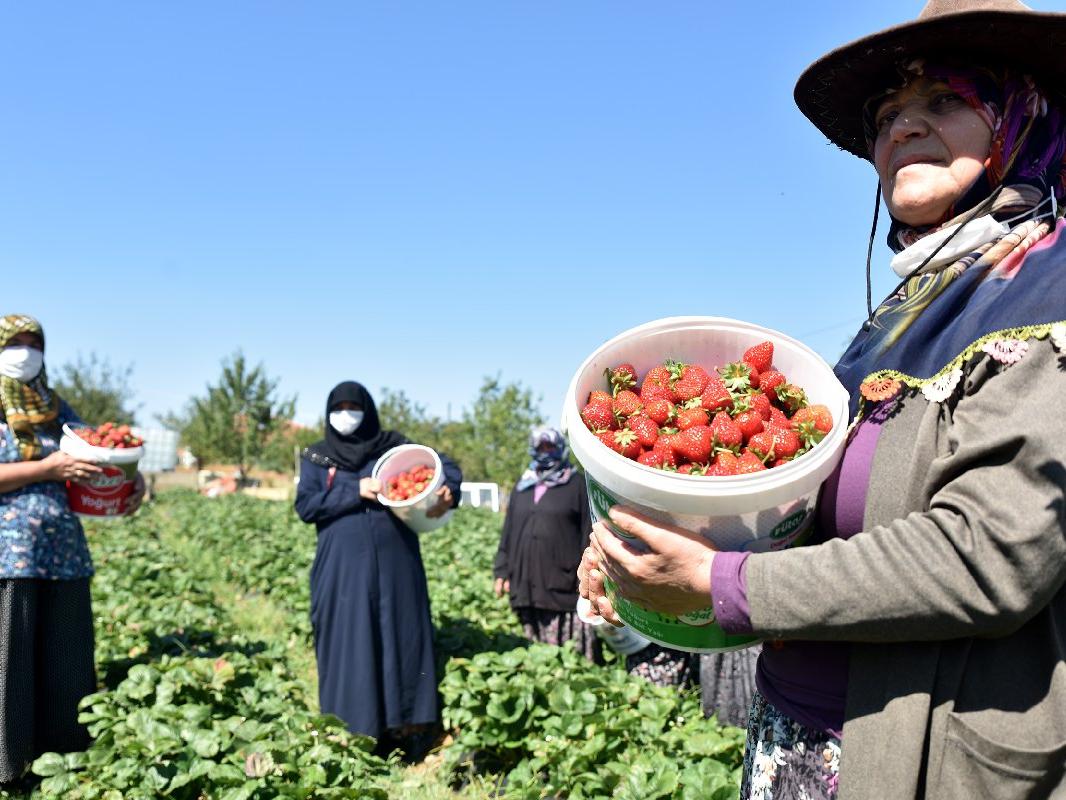 Belediye desteği ile çilek yetiştiren kadınlar, bir sezonda tam 5 kez hasat yapıyor