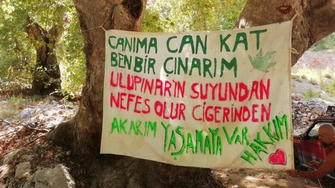 Asırlık ağaçların kesimine karşı vatandaştan nöbet çağrısı