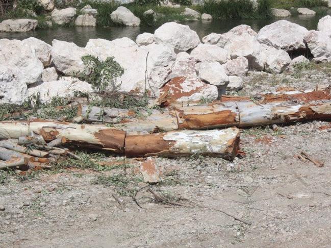 Mersin’de ağaç katliamı: Asırlık 9 ağaç kesildi!