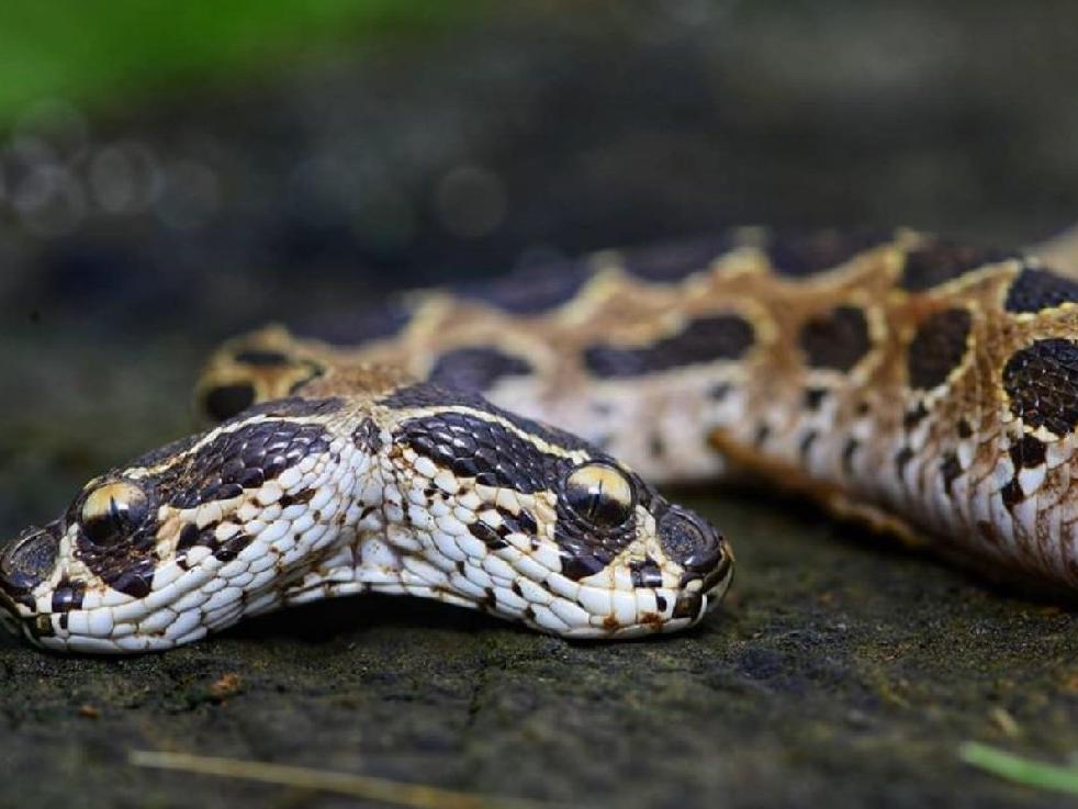 Asya'nın en tehlikeli çift başlı engerek yılanı bulundu