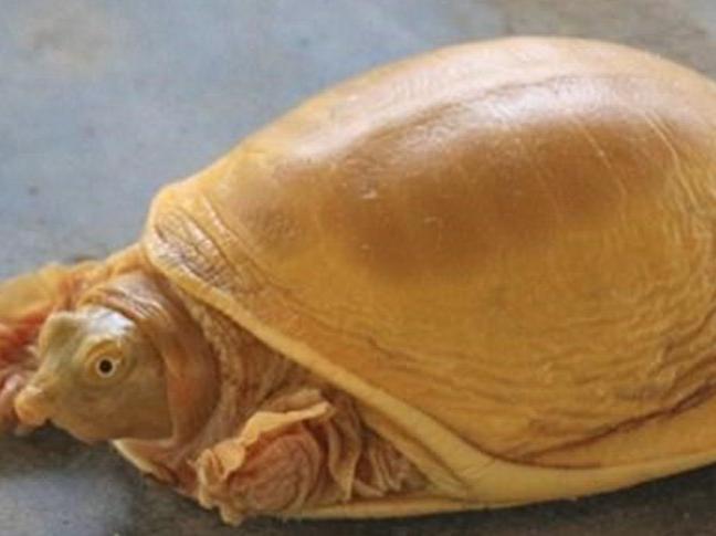 Nepal'de dünyanın 5. altın renkli kaplumbağası bulundu