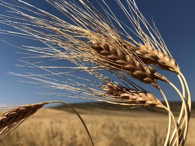 13 bin yıllık buğday tohumu 'kavılca' için valilik desteği