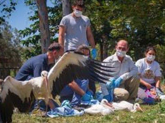 İzmir'de tedavi edilen 4 leylek doğaya bırakıldı