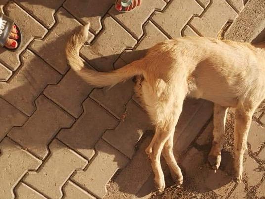 İğrenç iddia: Köpeğe tecavüzü belediye örtbas etmiş