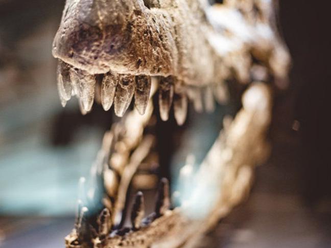 İskeletinin tamamı bulunan dinozor üzerindeki çalışmalar 150 yılın ardından tamamlandı