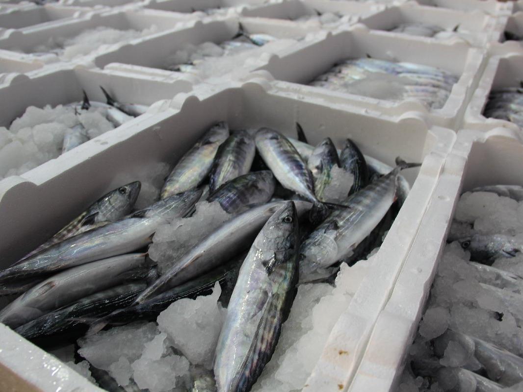 Rize'de denize açılan balıkçılar kasalar dolusu palamutla döndü