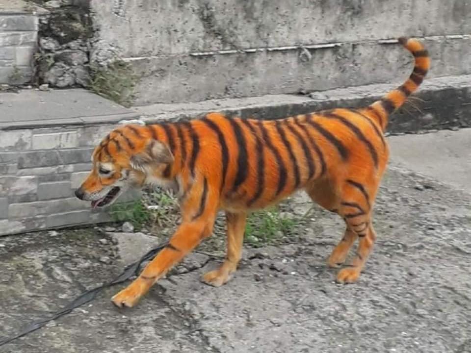 Malezya'da hayvanseverler ayakta: Köpeği kimyasal boyayla kaplan rengine dönüştürdüler