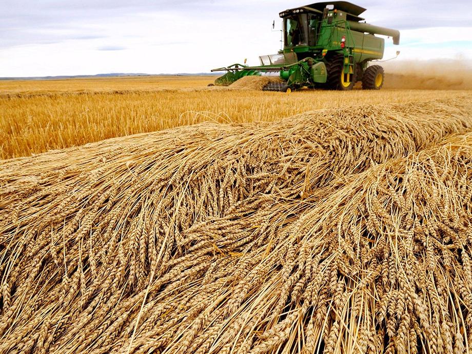 İktidarın buğday politikası iflas etti
