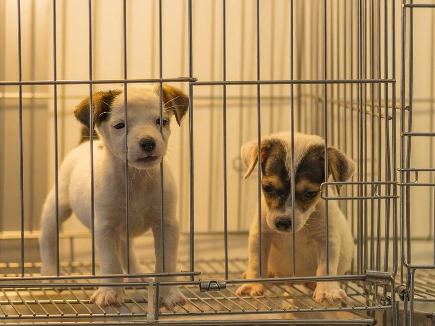 Beşiktaş Belediyesi, evcil hayvan ticaretini yasaklıyor