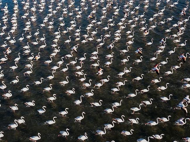 Flamingoların Van Gölü'ndeki büyüleyen dansı
