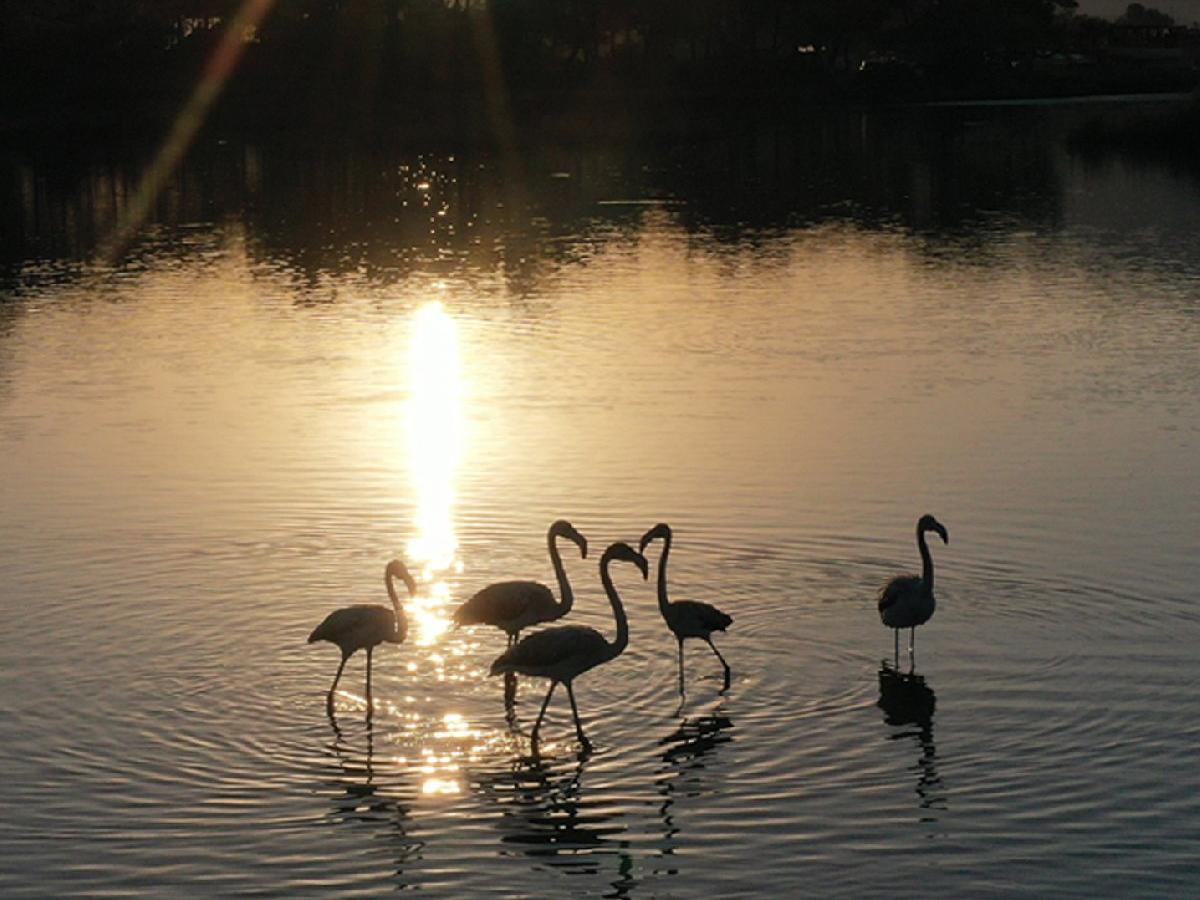 Kuş cennetinin yeni konukları flamingolar bu yıl erken geldi