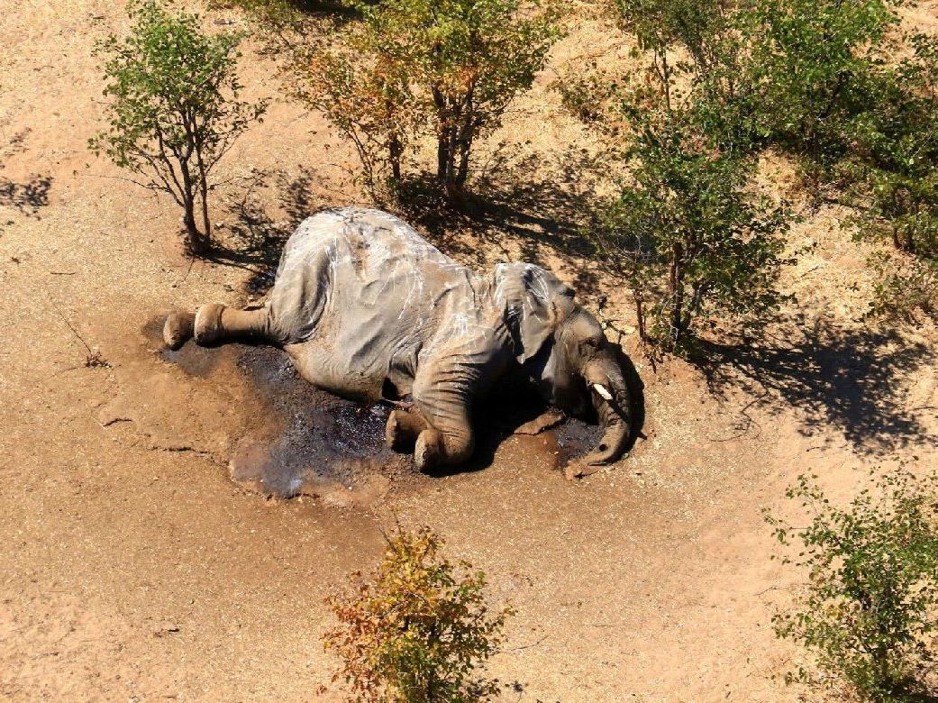 Botsvana'da gizemli fil ölümleri! Siyanobakteriyel toksinler sebep oldu iddiası
