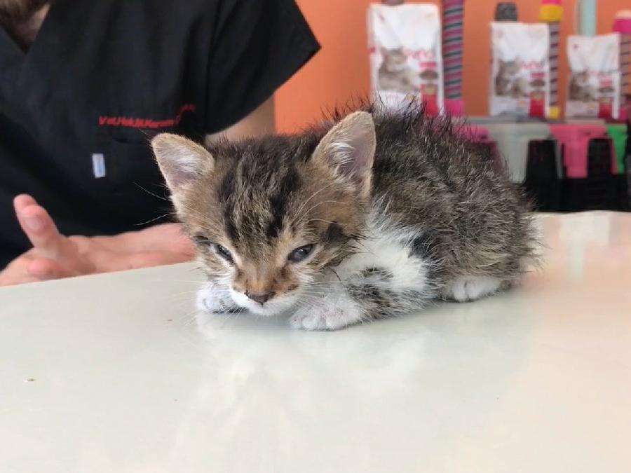 Türkiye'nin 2'nci down sendromlu kedisi Bayburt'ta dünyaya geldi
