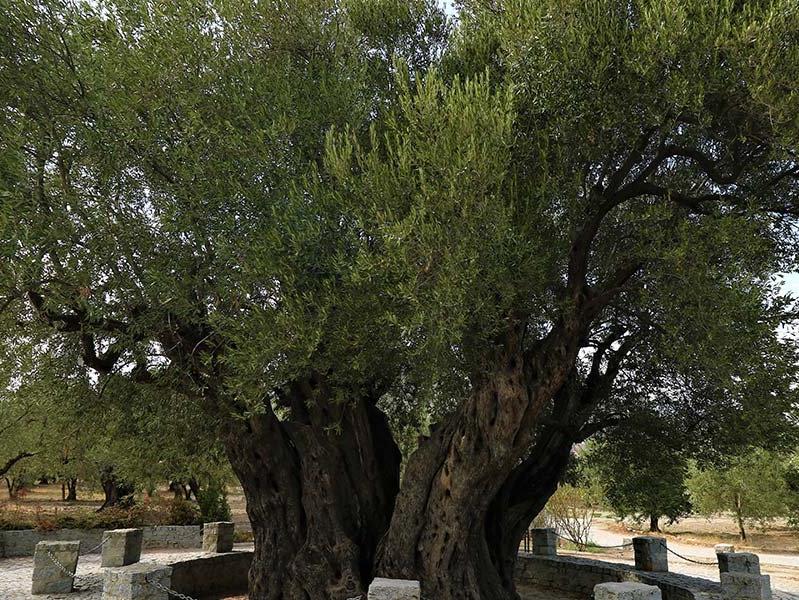 Dünyanın en yaşlı ürün veren ağacı 1658 yaşında