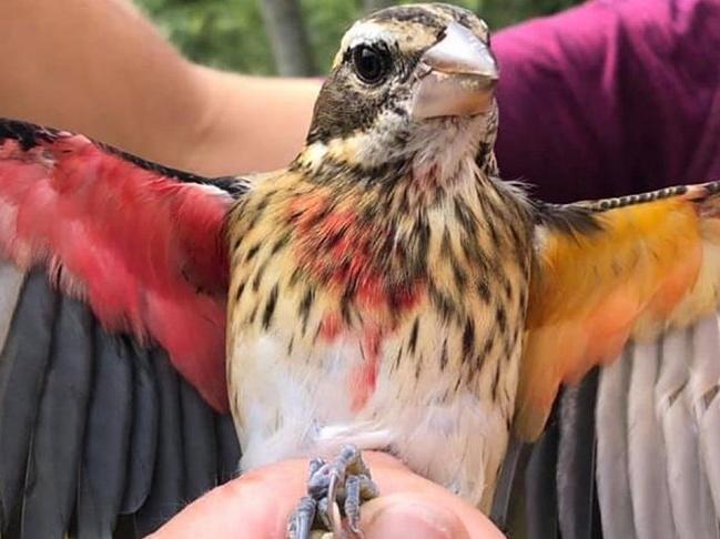 Bilim insanları keşfetti: Yarısı erkek yarısı dişi kuş