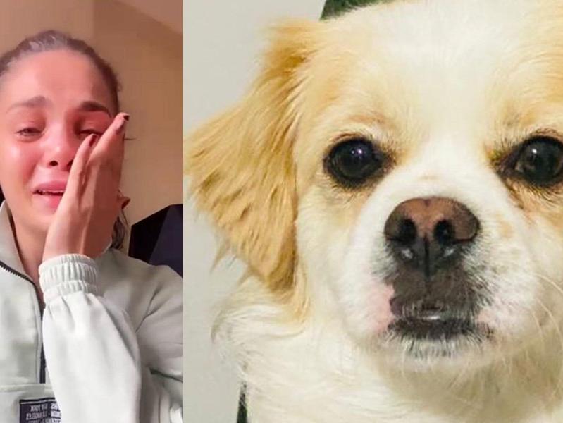 Kadıköy'de gözyaşları içinde kayıp köpeğini arıyor