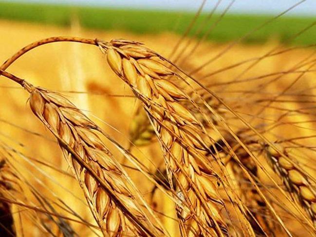 Türkiye’nin buğday talebi Rusya’da fiyatları artırdı
