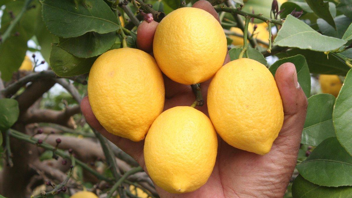 Limonun kilosu 1.5 TL'ye düştü